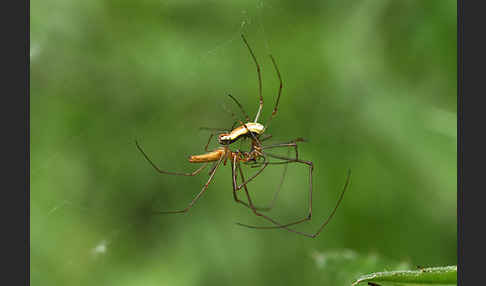 Streckerspinne spec. 1 (Tetragnatha spec)