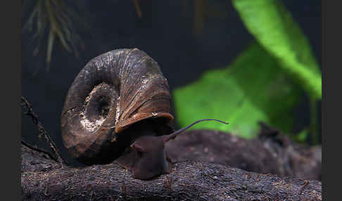 Posthornschnecke (Planorbarius corneus)