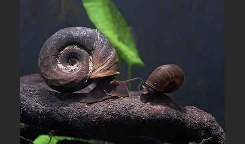 Posthornschnecke (Planorbarius corneus)