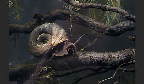 Posthornschnecke (Planorbarius corneus)