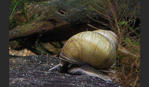 Donau-Flussdeckelschnecke (Viviparus acerosus)