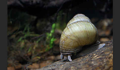 Donau-Flussdeckelschnecke (Viviparus acerosus)