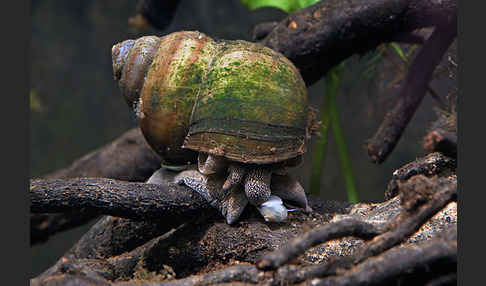 Donau-Flussdeckelschnecke (Viviparus acerosus)