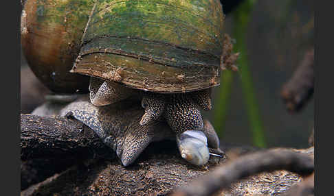 Donau-Flussdeckelschnecke (Viviparus acerosus)