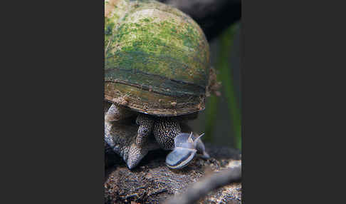Donau-Flussdeckelschnecke (Viviparus acerosus)