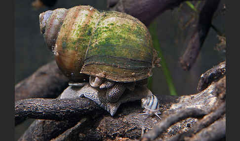 Donau-Flussdeckelschnecke (Viviparus acerosus)