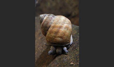 Donau-Flussdeckelschnecke (Viviparus acerosus)