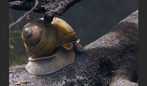 Donau-Flussdeckelschnecke (Viviparus acerosus)