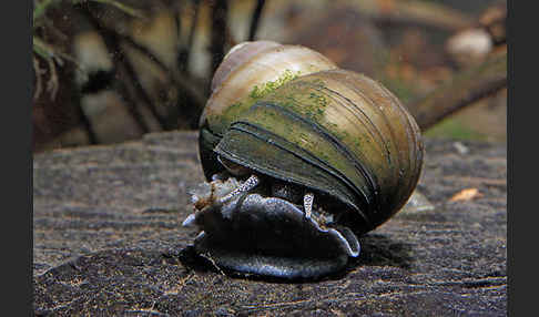 Donau-Flussdeckelschnecke (Viviparus acerosus)