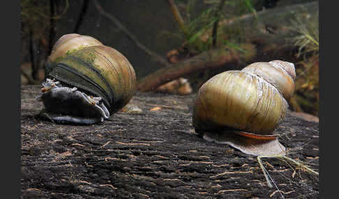 Donau-Flussdeckelschnecke (Viviparus acerosus)