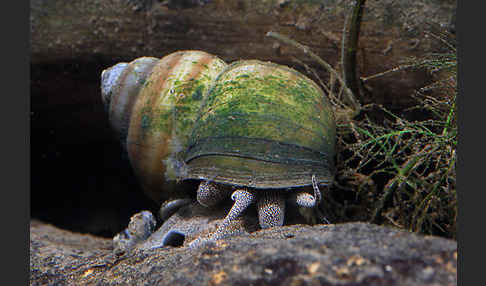 Donau-Flussdeckelschnecke (Viviparus acerosus)