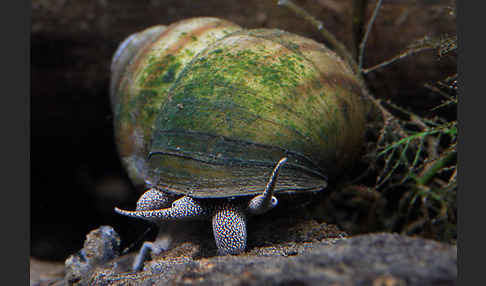 Donau-Flussdeckelschnecke (Viviparus acerosus)