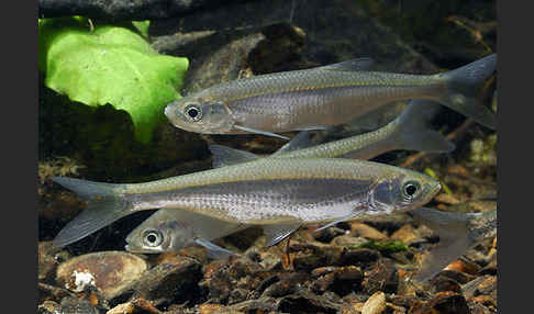 Ukelei (Alburnus alburnus)