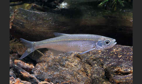 Ukelei (Alburnus alburnus)