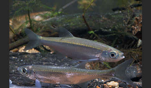 Ukelei (Alburnus alburnus)