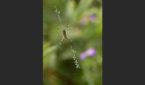 Wespenspinne (Argiope bruennichi)