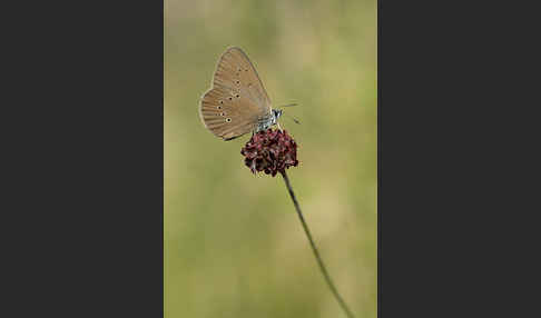 Dunkler Wiesenknopf-Ameisenbläuling (Glaucopsyche nausithous)