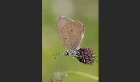 Dunkler Wiesenknopf-Ameisenbläuling (Glaucopsyche nausithous)