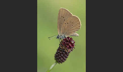 Dunkler Wiesenknopf-Ameisenbläuling (Glaucopsyche nausithous)