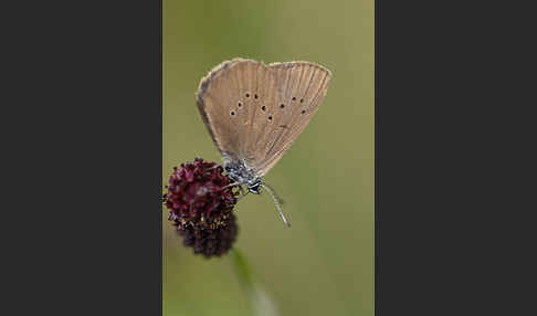 Dunkler Wiesenknopf-Ameisenbläuling (Glaucopsyche nausithous)