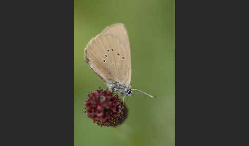 Dunkler Wiesenknopf-Ameisenbläuling (Glaucopsyche nausithous)