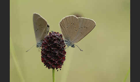 Dunkler Wiesenknopf-Ameisenbläuling (Glaucopsyche nausithous)