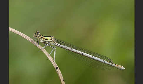 Federlibelle (Platycnemis pennipes)