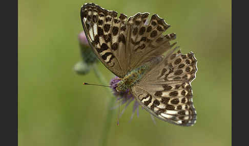 Kaisermantel (Argynnis paphia)