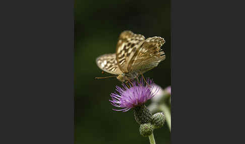 Kaisermantel (Argynnis paphia)