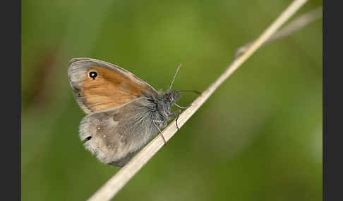 Gemeines Wiesenvögelchen (Coenonympha pamphilus)