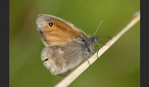 Gemeines Wiesenvögelchen (Coenonympha pamphilus)