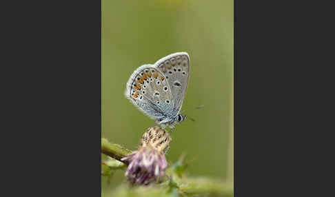 Gemeiner Bläuling (Polyommatus icarus)