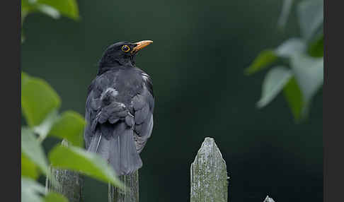 Amsel (Turdus merula)