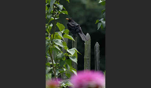 Amsel (Turdus merula)