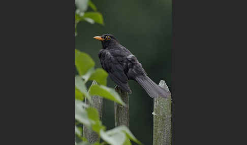 Amsel (Turdus merula)