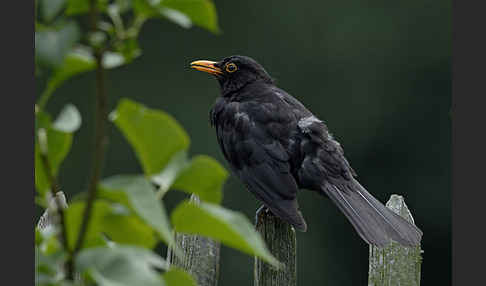 Amsel (Turdus merula)