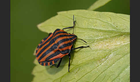 Streifenwanze (Graphosoma lineatum)