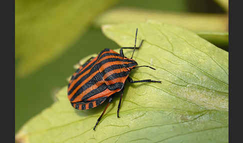 Streifenwanze (Graphosoma lineatum)