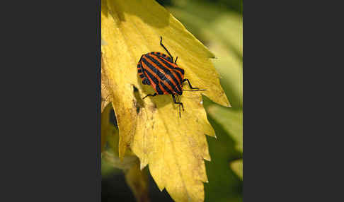 Streifenwanze (Graphosoma lineatum)