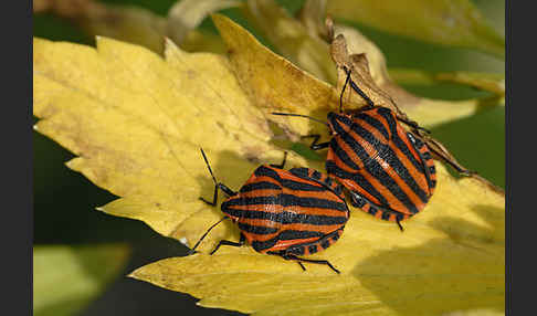 Streifenwanze (Graphosoma lineatum)