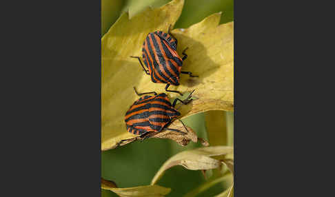 Streifenwanze (Graphosoma lineatum)