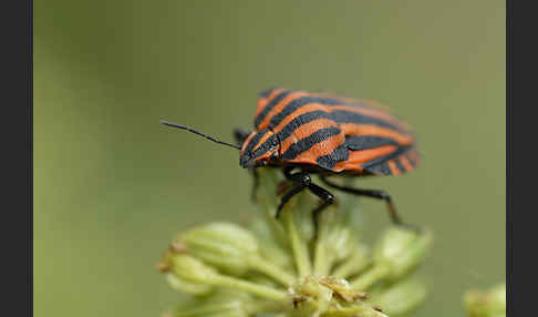 Streifenwanze (Graphosoma lineatum)