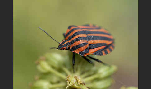 Streifenwanze (Graphosoma lineatum)