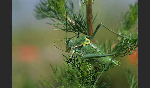 Wanstschrecke (Polysarcus denticauda)