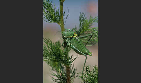 Wanstschrecke (Polysarcus denticauda)