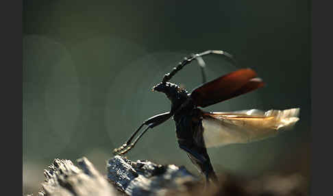 Spießbock (Cerambyx nodulosus)