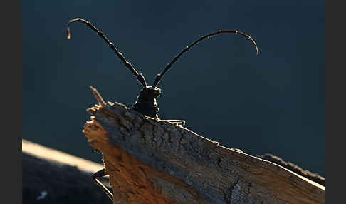 Spießbock (Cerambyx nodulosus)