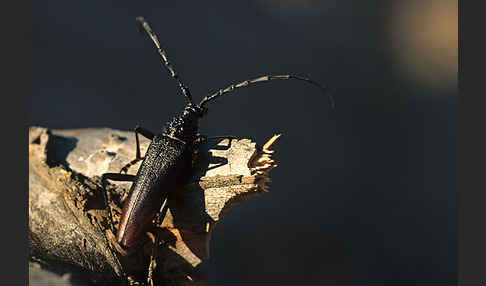 Spießbock (Cerambyx nodulosus)