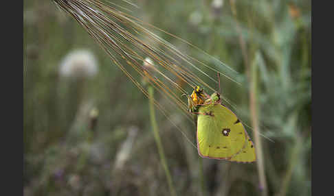 Hufeisenklee-Heufalter (Colias alfacariensis)