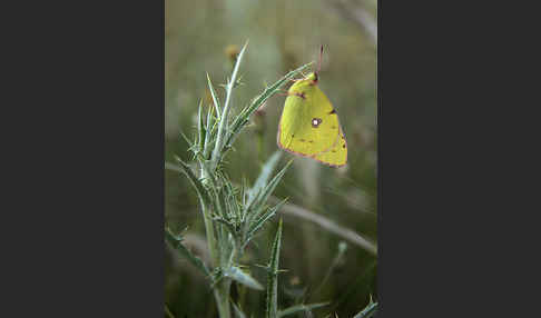 Hufeisenklee-Heufalter (Colias alfacariensis)